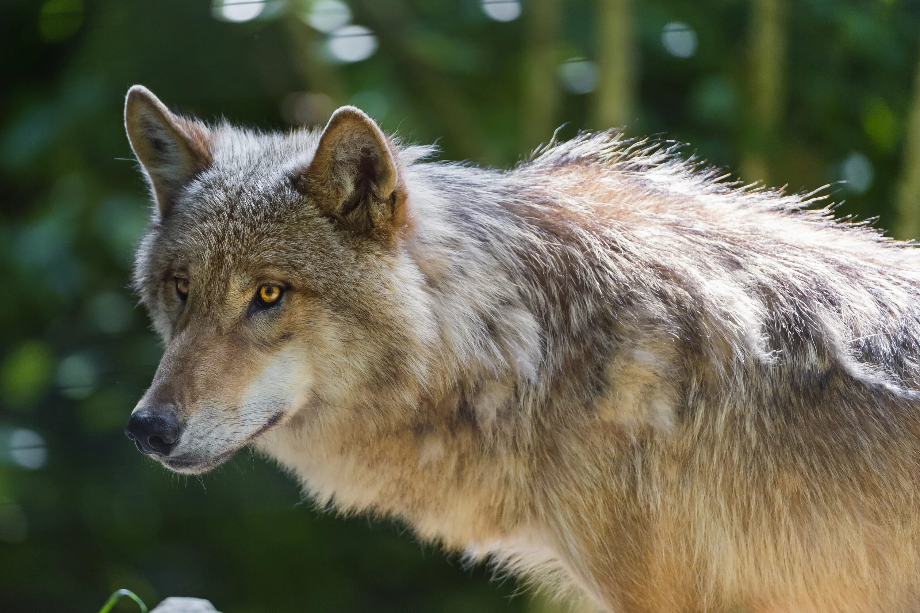 Млекопитающие волк. Волк серый. Волк фото. Морда волка.