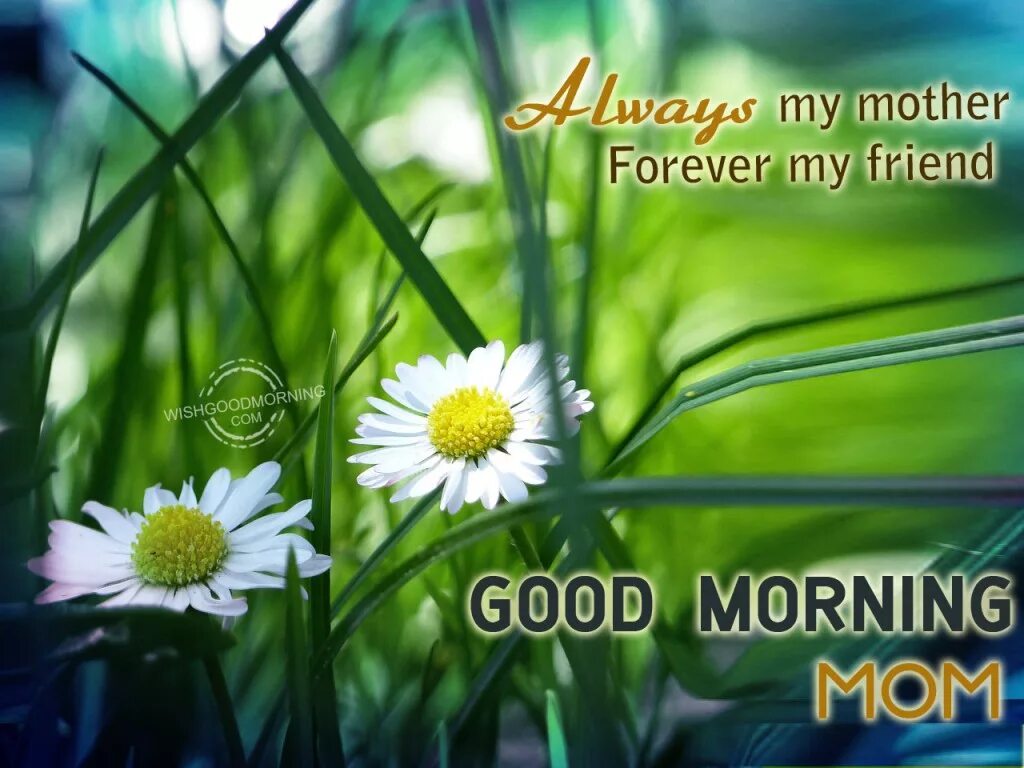 Good morning mother. Good morning mother. Good morning mom. Good morning mom. Good morning mother.