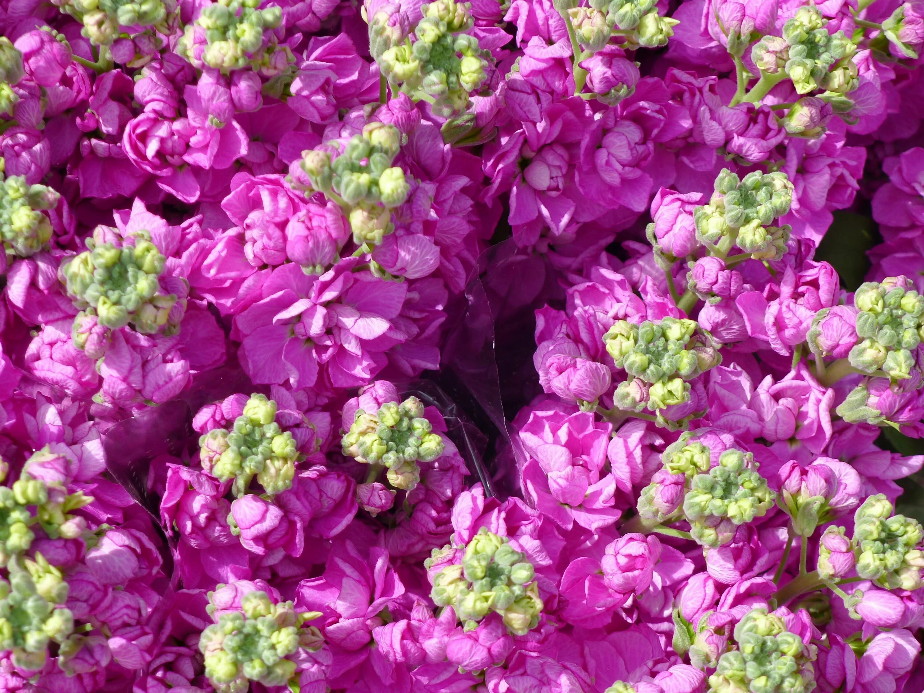 Левкой посев. Маттиола левкой. левкой (matthiola). маттиола левкой махровая. левкой цветок маттиола.