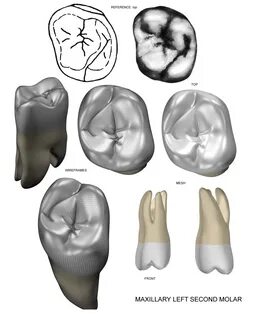 Картинки Анатомия 46 зуба (2025): нашлось 84 картинок