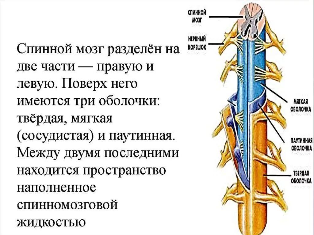 Спинной мозг его строение и функции. Спинной мозг строение и функции. опишите строение спинного мозга кратко. строение и функции спинного мозга 8 класс. спинной мозг человека строение и функции кратко.