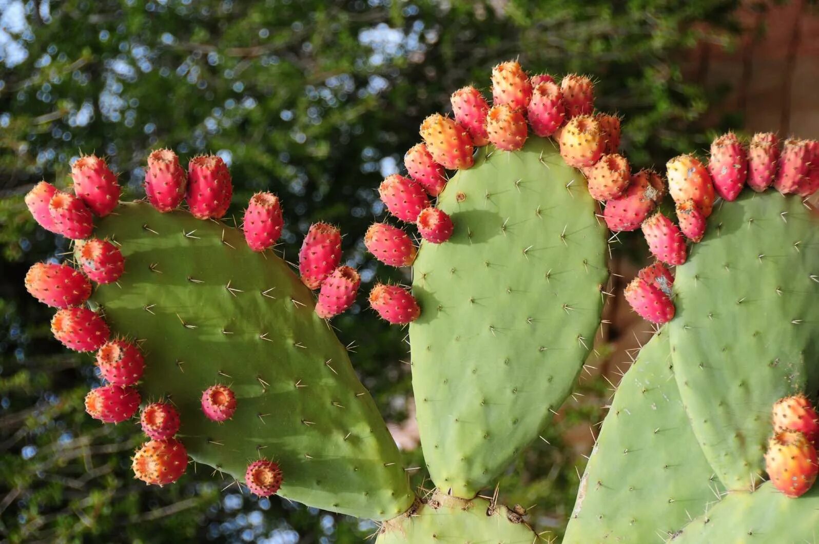 Опунция госселина opuntia gosseliniana. Кактус плодоносящий. Кактус плодоносит. Плоды кактуса опунция. Опунция инжирная (opuntia ficus-indica).