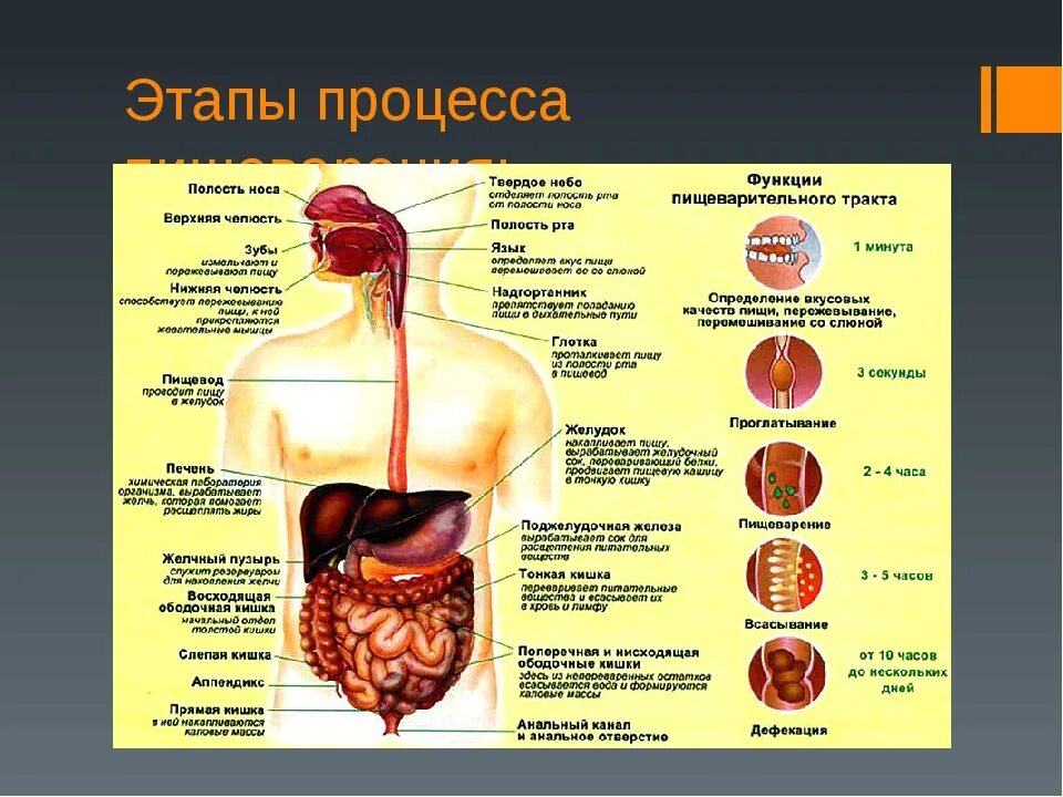 Органы человека и их функции. Строение желудочно-кишечного тракта. Органы пищеварительной системы человека 8 класс биология. Внутреннее строение человека пищеварительная система. Строение пищеварительной системы человека 8 класс биология.