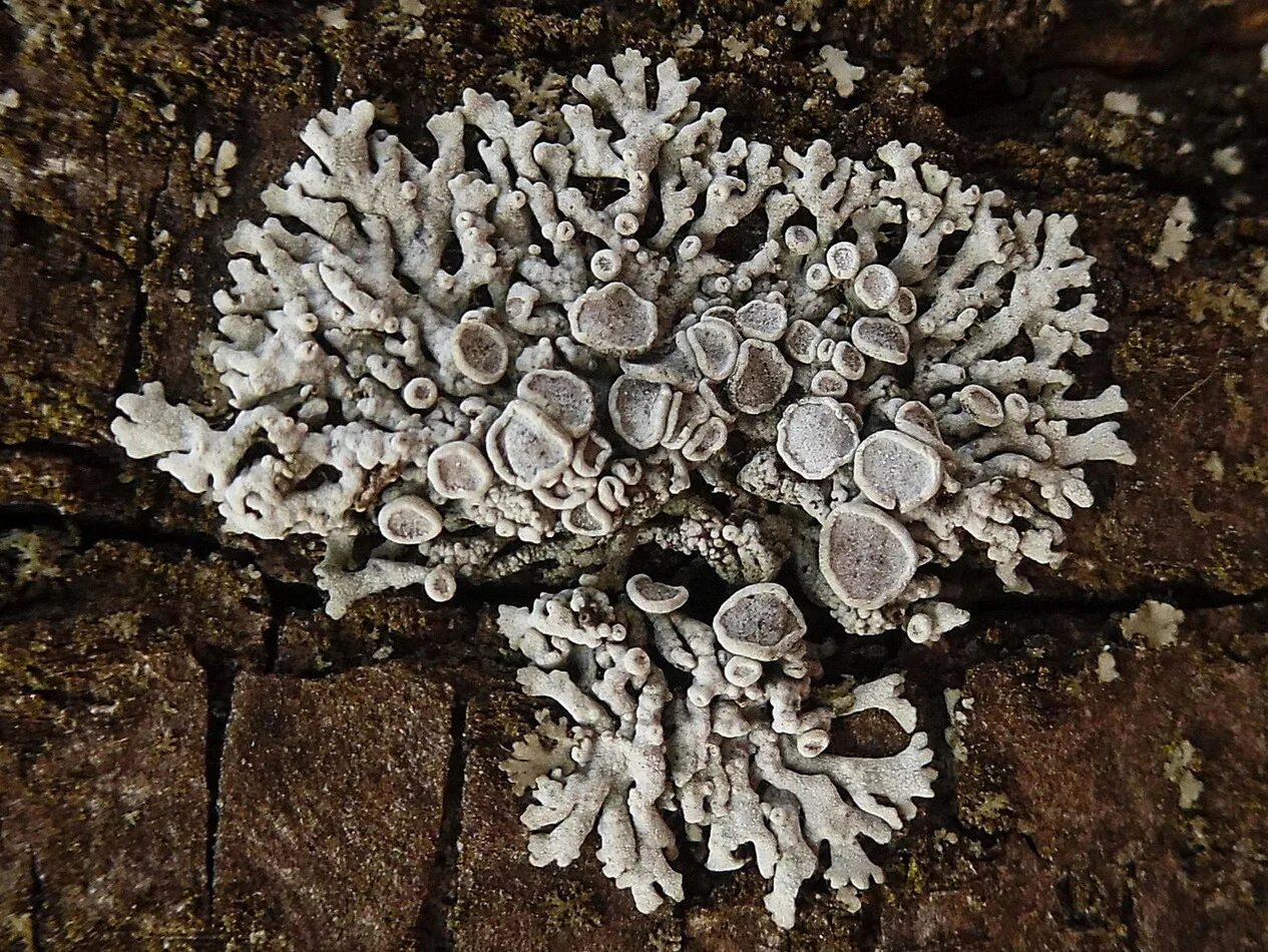 Лишайники паразиты. Лишайник паразитизм. Гирофора съедобная. Бурый лишайник. Strangospora лишайник.