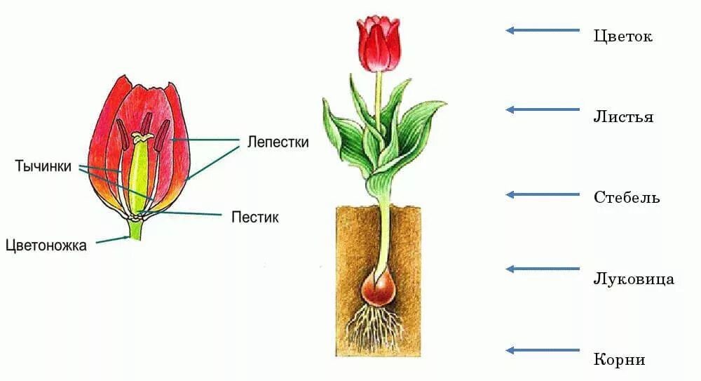 В изображенном на рисунке опыте тюльпан. Строение тюльпана схема. Тюльпан органы растения. Строение плода тюльпана. Строение цветка тюльпана семейства Лилейные.