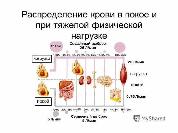 Изменения массы крови