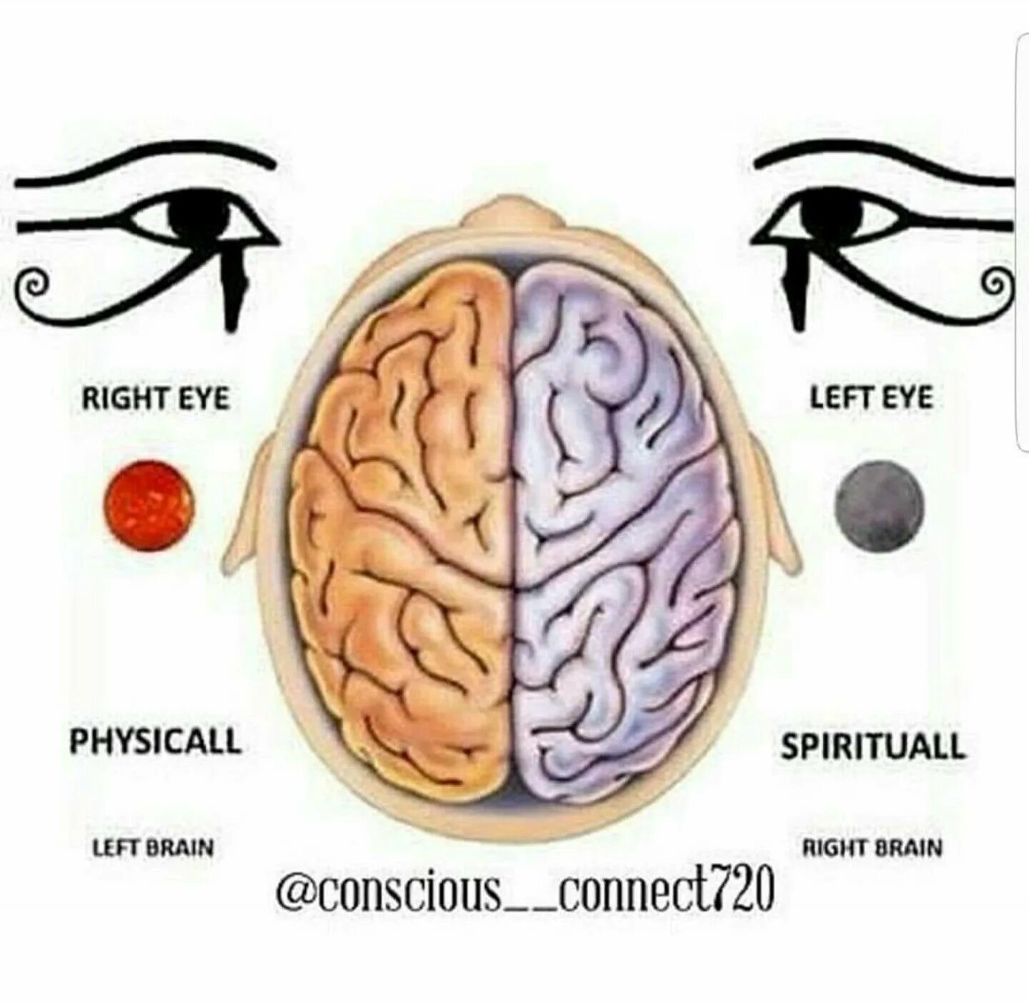 Brain eyes. Left Brain right Brain.