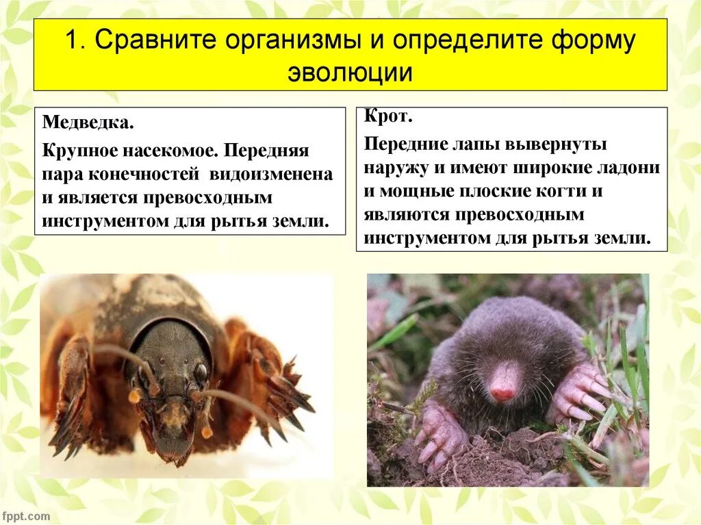 Кроты - Большая советская энциклопедия