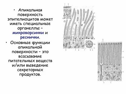 Поверхность клеток