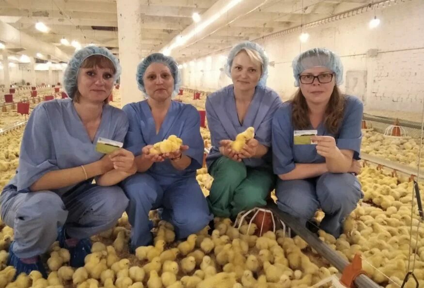 сельское хозяйство новосибирской области. здравмедтех куйбышев. хозяйство нсо. завод в новосибирске птицефабрика. новосибирская область.