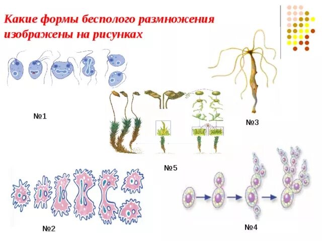 Деление лежащие в основе бесполого размножения. Формы размножения бесполое размножение. Способы размножения бесполого размножения. Типы бесполого размножения рисунки. Способы бесполого размножения в виде схемы.