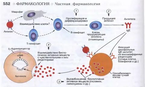Процесс аллергической реакции