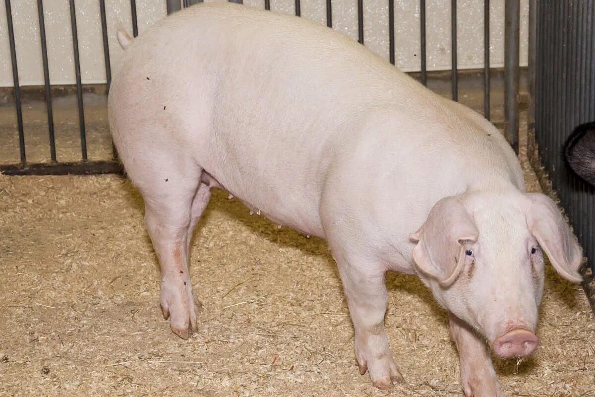 Свинья см. Свинья см. Свинья см. Эстонская беконная свинья. Две свинки.