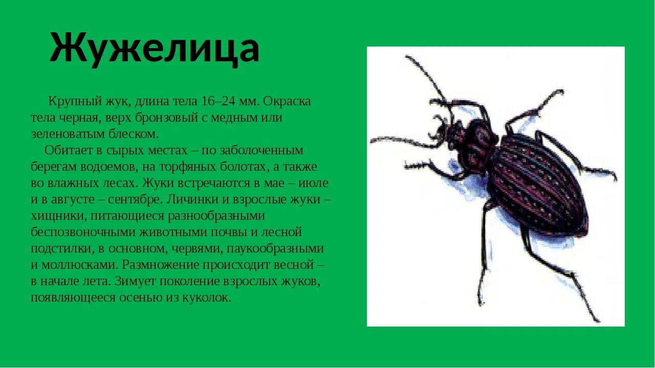 Какие среды освоили жуки. Жук жужелица Садовая. Жук жужелица черная Лесная. Жук жужелица обыкновенная. Жук жужелица информация для детей.