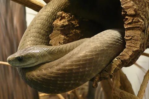 Black mamba