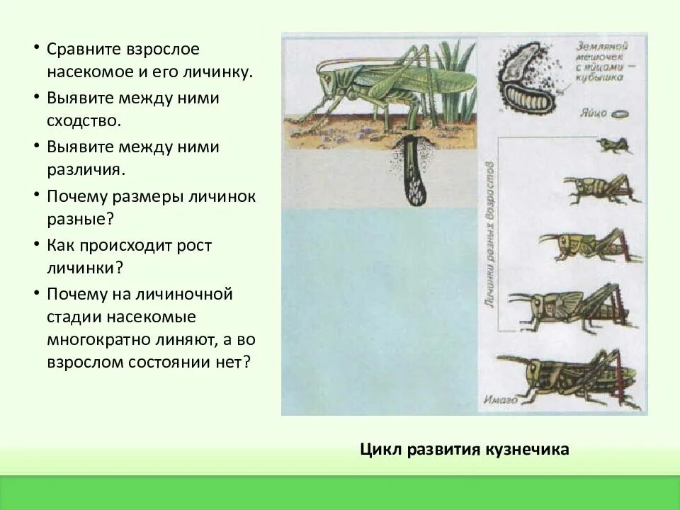 Тип развития насекомого кузнечик. Цикл развития кузнечика. этапы развития кузнечика. развитие кузнечика схема. стадии цикла развития кузнечика.