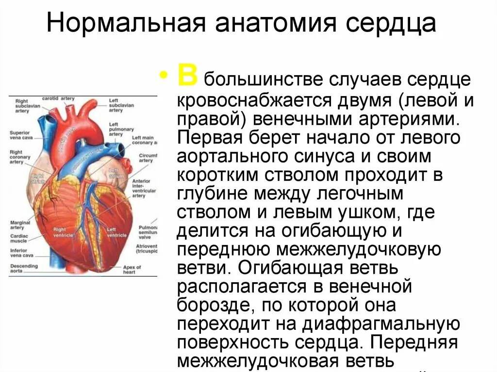 Сердечный поверхность. Нормальная анатомия сердца. края сердца анатомия. основание сердца анатомия. диафрагмальная поверхность сердца.