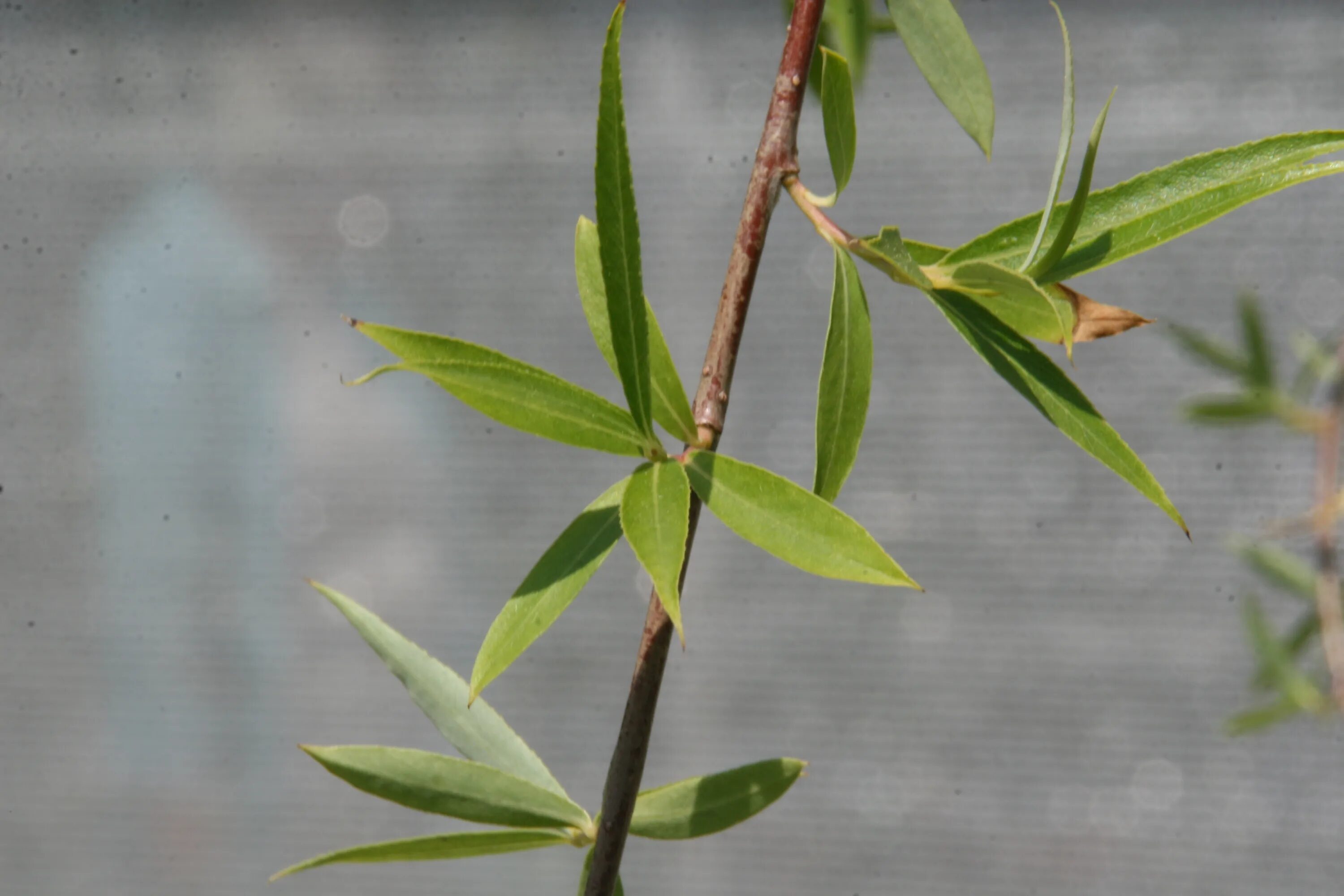 Salix Alba. Ива белая (Salix Alba). Ива трехтычинковая листья. Ива белая — Salix Alba семена. Форма листа ивы