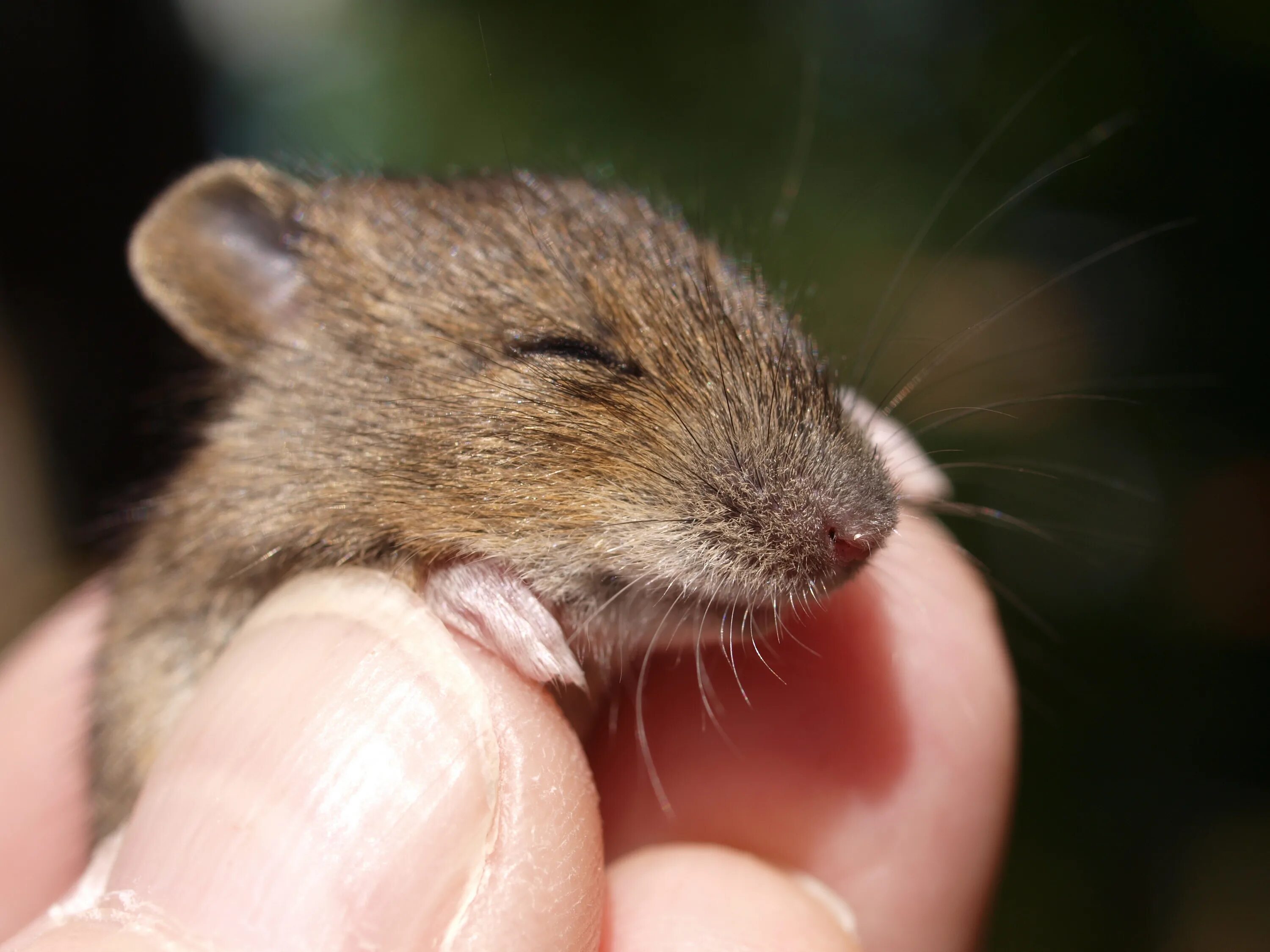 Крыса Песчанка. Мышка Живая. Мышка грызун. VDIRF. F mice