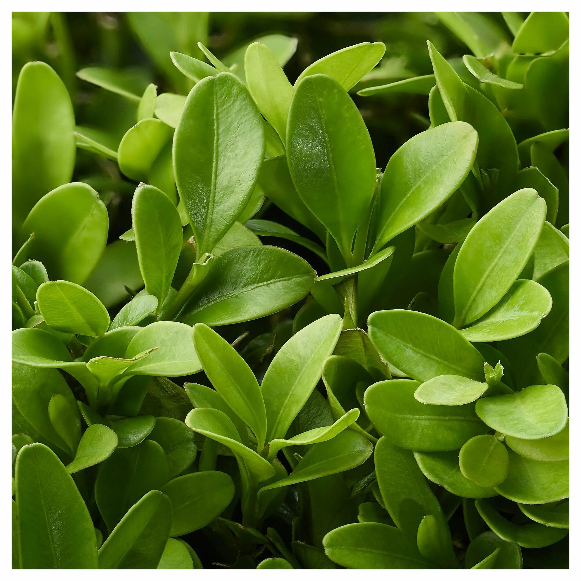 Самшит Буксус. Самшит вечнозеленый Buxus sempervirens. Самшит suffruticosa. Самшит Латифолия макулята.