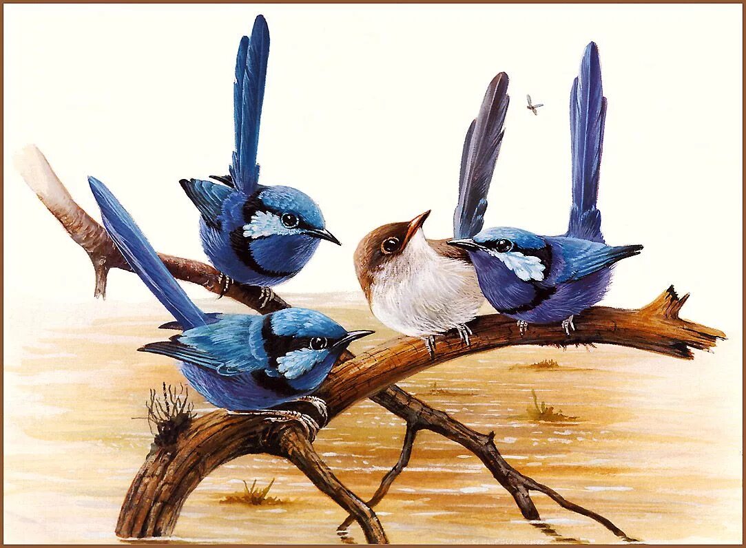 Vk birds. Расписной малюр. Расписной малюр птица. Птицы художника Eric Shepherd.