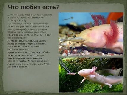 Аксолотль чем кормить