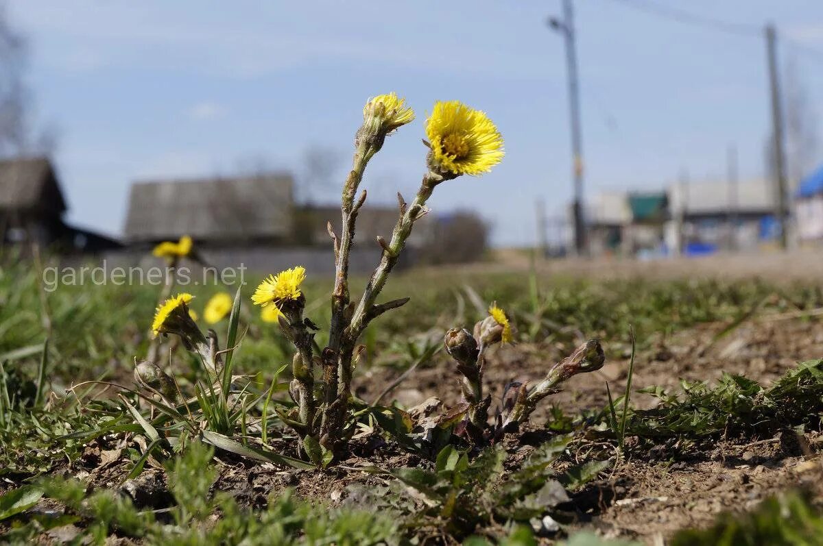 Дача мачеха. Дача мачеха. Дача мачеха. Мать и мачеха растение. Мать и мачеха растение.