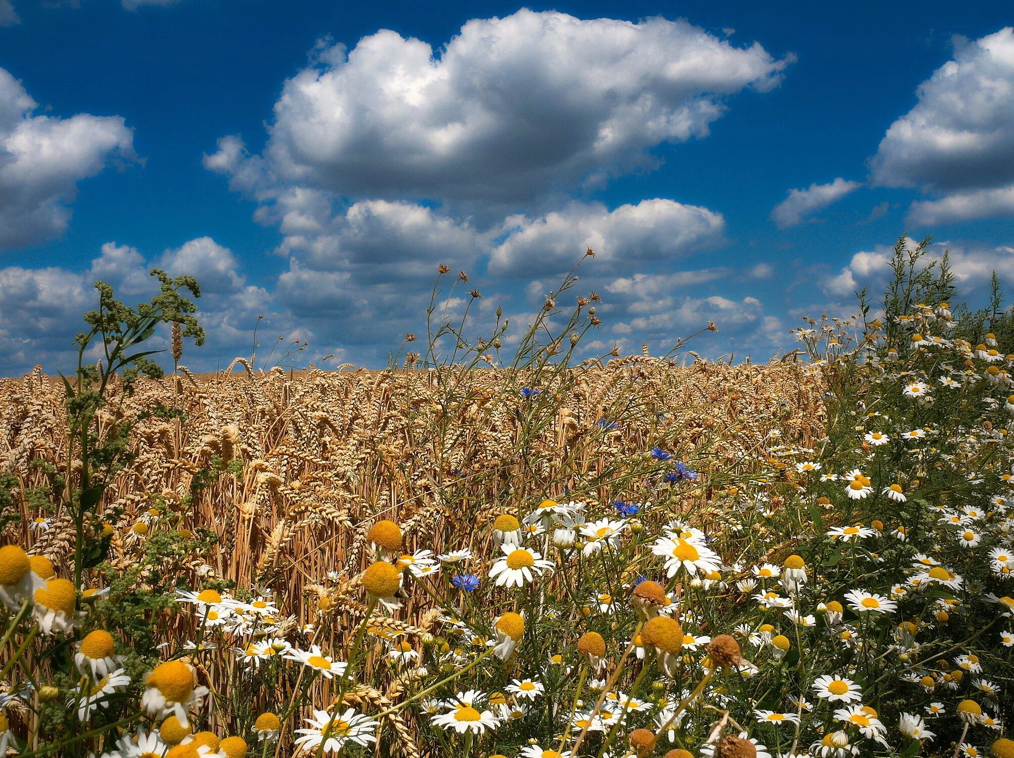Крым пшеничное. Поле пшеницы. Поле с колосьями и цветами. Лето поле колосья. Поле рожь и ромашки.