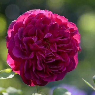 Master rose