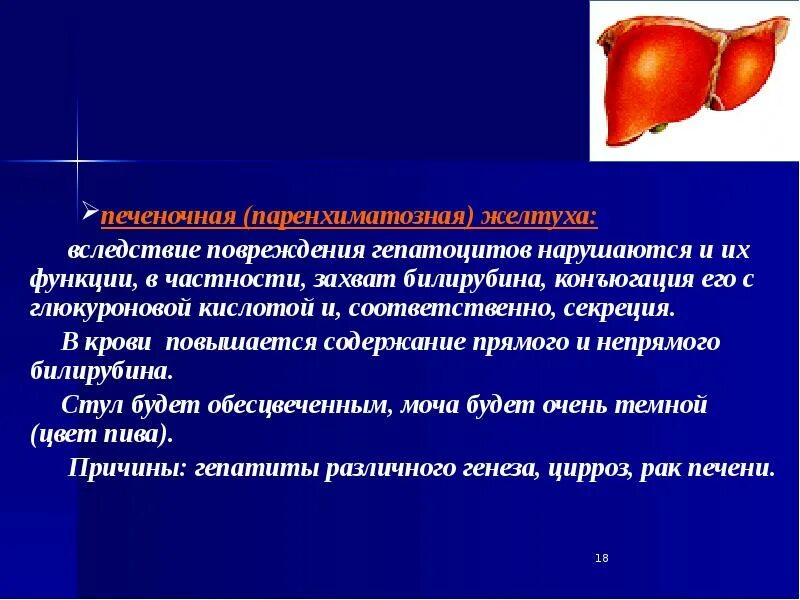 Печень является паренхиматозным