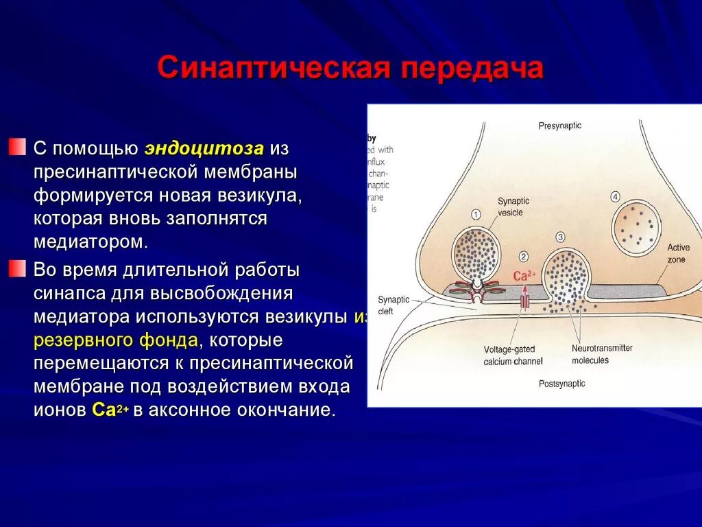 Пресинаптическая мембрана синапса. Везикулы в синапсе. На постсинаптической мембране расположены. Механизм работы нейроэффекторного синапса.