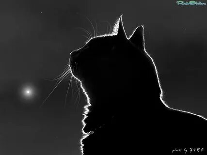 Соболезнования коту