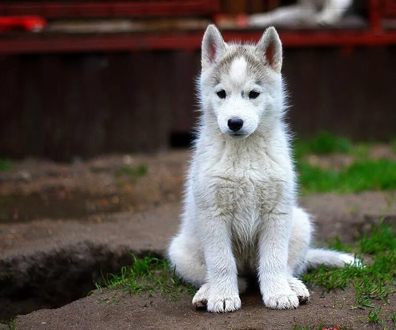 Дама с собачкой могилев. Собачка чапа. Собаки могилев. Собаки могилев. Собаки могилев.