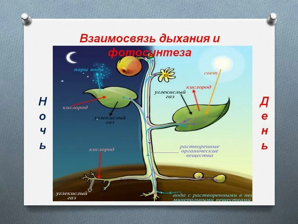 Дыхание растений происходит ночью