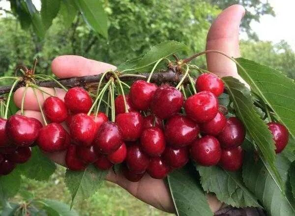 Вишня ипуть описание. Черешня тютчевка. сорт черешни тютчевка. черешня тютчевка дерево. сорт черешни ипуть.