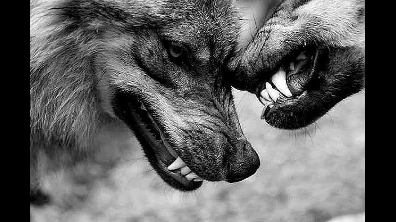 Лучше быть последним среди первых. Лучше быть последними среди. Лев фото. Лучше быть последним среди волков чем первым среди шакалов. Мотиваторы с волками.