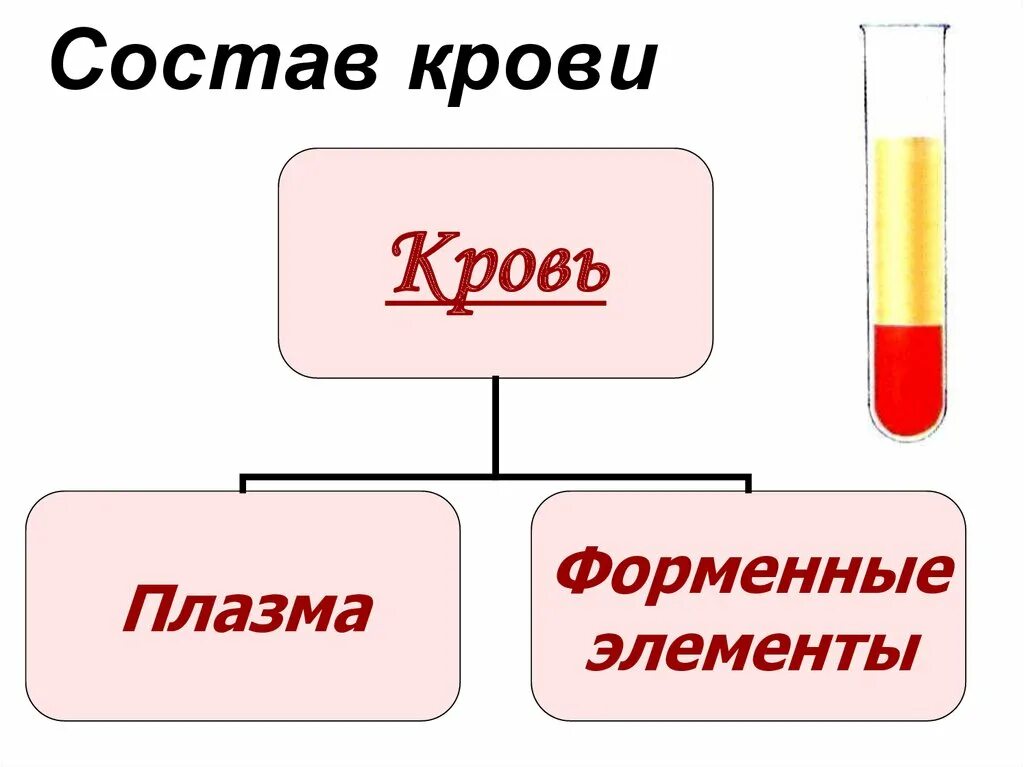 Состоит из плазмы и форменных элементов. Состоит из плазмы и форменных элементов