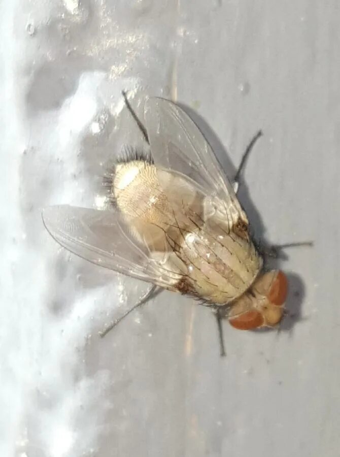 Белые мухи. Снег белые мухи. Белые мухи значение фразеологизма. Луковая муха на белом фоне. Белые мухи насекомые.