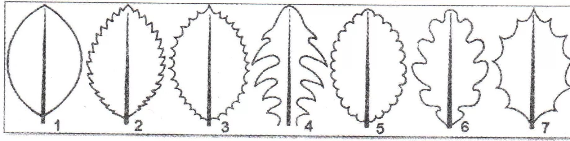 Сегменты листа. Симметричный лист дерева. Трафареты "листья". Зубчатый край листовой пластинки. Симметрия листка.