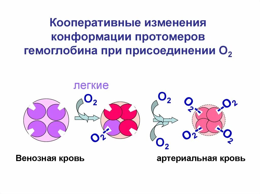 Изменение конформации. Кооперативные изменения конформации гемоглобина. Кооперативные изменения конформации протомеров. Кооперативные взаимодействия протомеров это. Механизм изменения конформации у молекул гемоглобина.