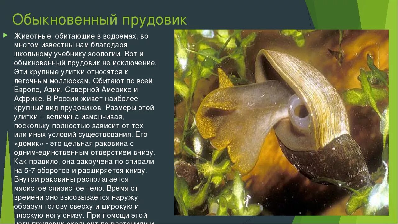 Улитка прудовик. Прудовик малый - lymnaea truncatula. Малый прудовик обитает. Улитка прудовик обыкновенный. Улитка прудовик.