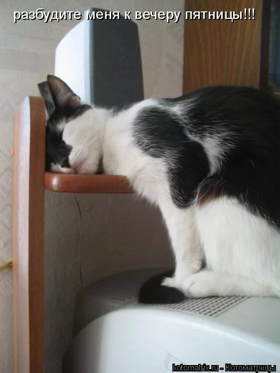 Спящий мужчина. К вечеру я изрядно устал. Уставшая женщина карикатура. Мемы про усталость. Кот объелся.