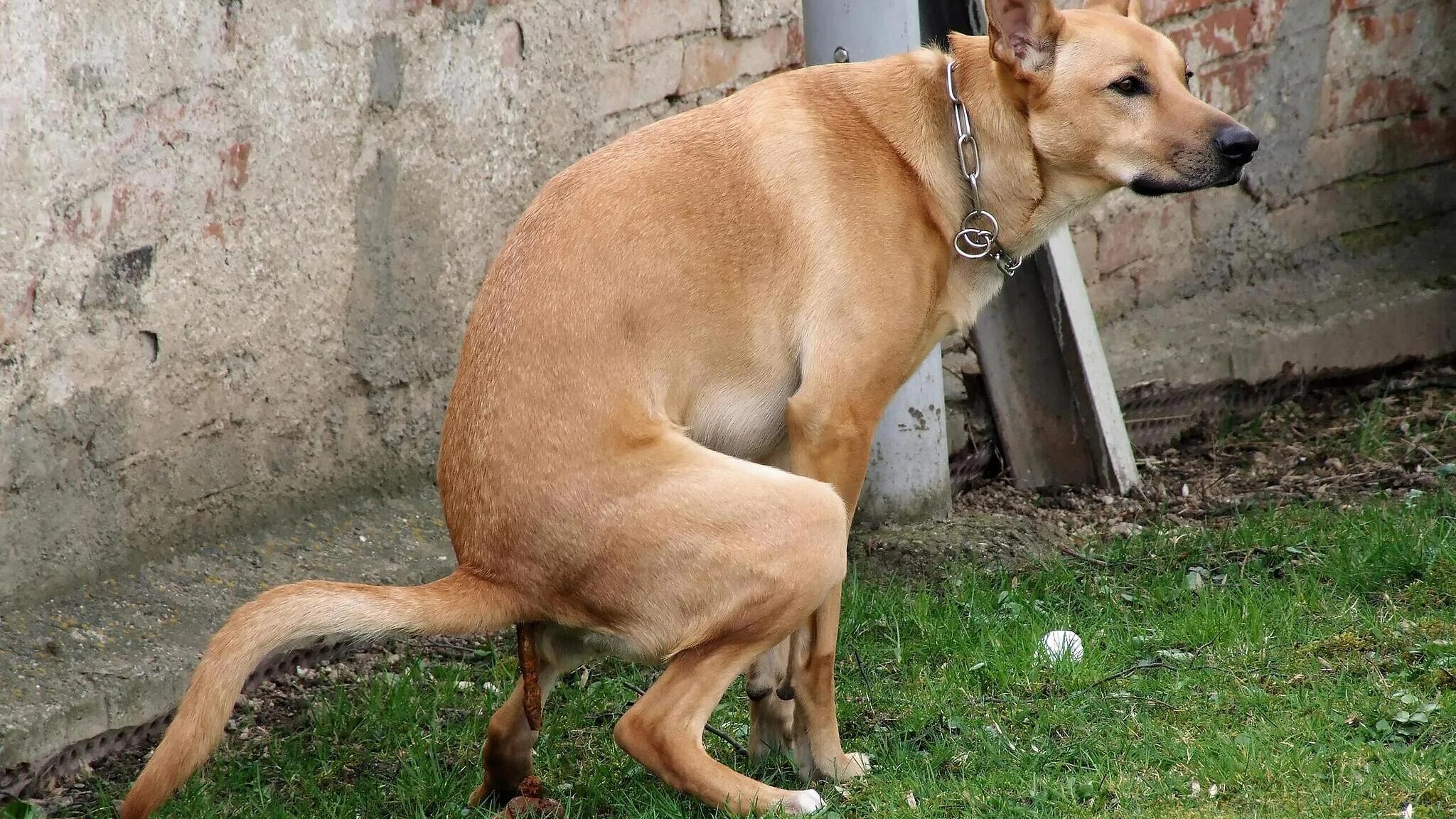 Собака покакала. Сон собака какает. Джек рассел щенок. Собака какает. Игровой поклон собаки.