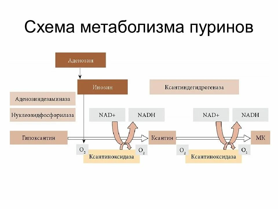 Энергетический обмен схема. Метаболизм схема. Схема метаболизма пуринов. Энергетический оьмен Мэема. 2 белковый обмен