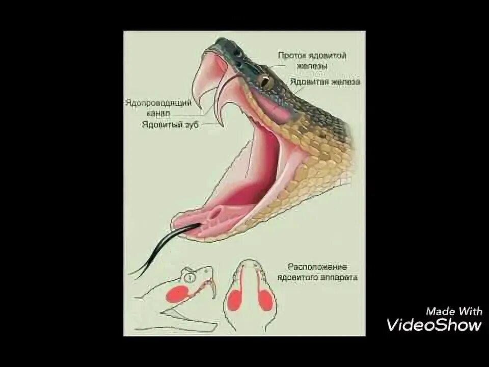 Симптомы укусов змей. Последствия укуса ядовитых змей.