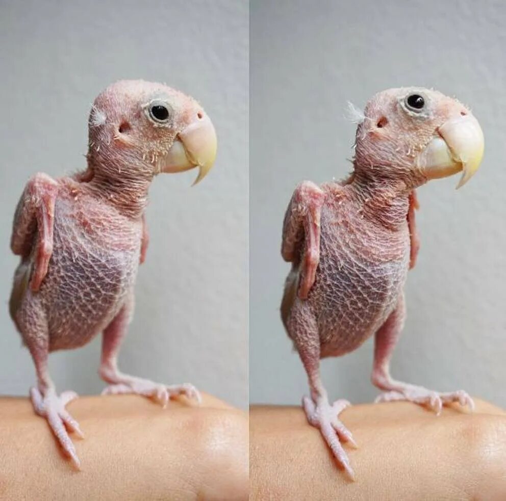 Человек животное без перьев. Сова сипуха без перьев. ощипанный волнистый попугай. птица без перьев. попугай без перьев.