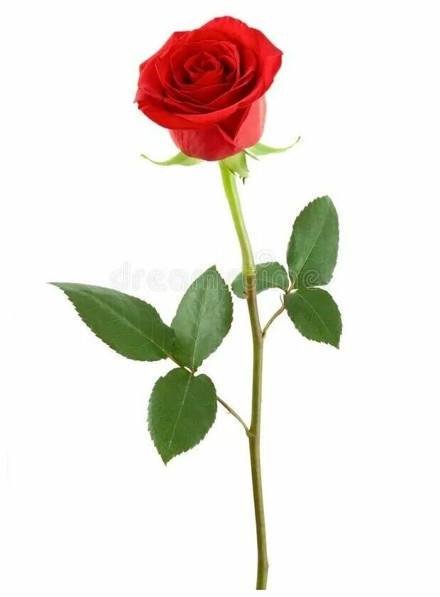 Открытки с одним цветком. Стебель розы. Цветок на стебле. One rose. Розы на длинной ножке.