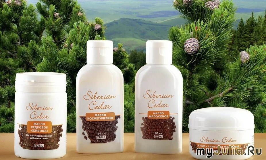 Сосна сибирская кедр сибирский. Сосна сибирская кедр сибирский. Каталог сибирские кедры. Сосна кедровая европейская фото. Каталог сибирские кедры.