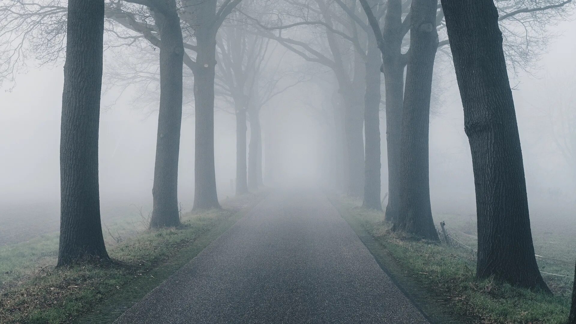Дорога в тумане. Лес туман дорога. Лесная дорога в тумане. Туманная дорога в лесу. Край никуда