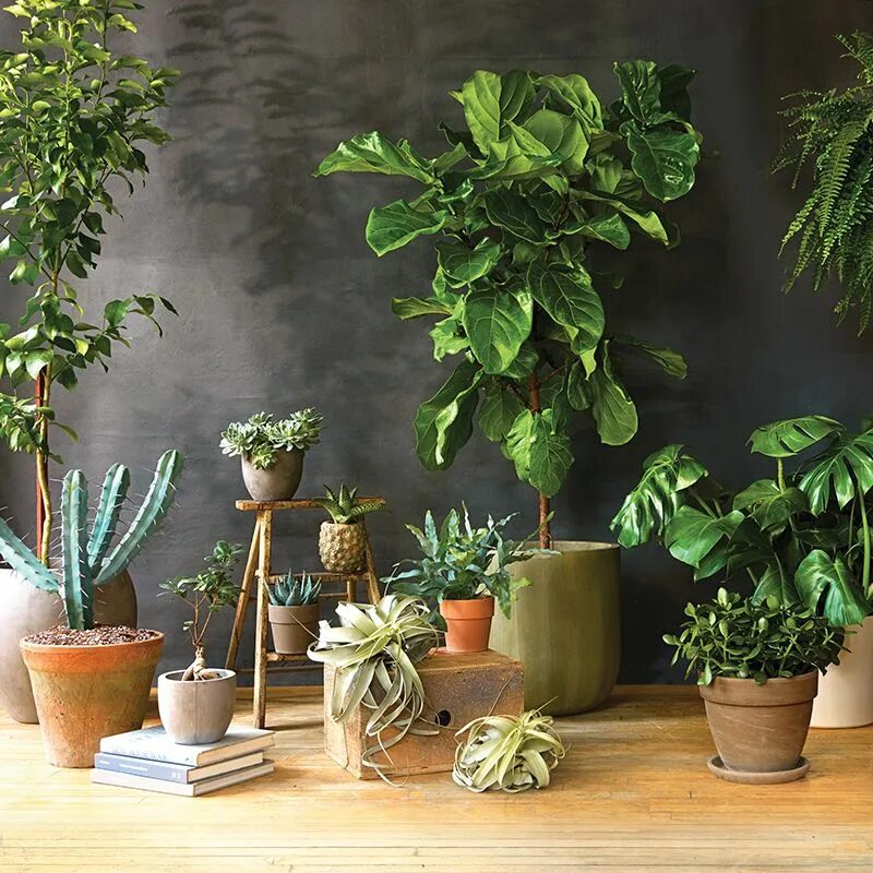 Indoor plants. Стильные комнатные растения. Модные комнатные растения. Комнатные цветы в интерьере. Комната с растениями.